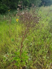 Lactuca floridana