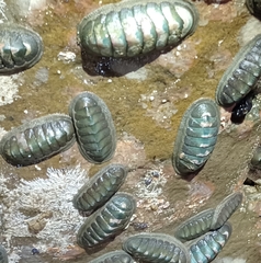 Ischnochiton australis