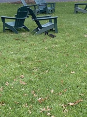 Sciurus carolinensis