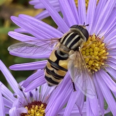 Helophilus latifrons