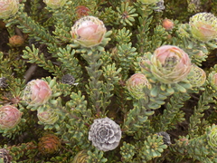 Leucadendron levisanus