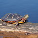 Tortugas Doradas - Photo (c) Susan Elliott, algunos derechos reservados (CC BY-NC), subido por Susan Elliott