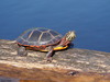 Painted Turtles - Photo (c) Susan Elliott, some rights reserved (CC BY-NC), uploaded by Susan Elliott