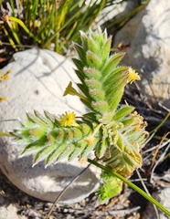 Struthiola tomentosa