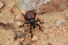 Brachycerus