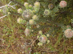 Leucadendron levisanus
