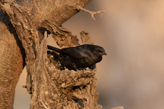 Melaenornis pammelaina