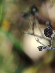 Galium broterianum