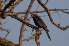 Melaenornis pammelaina
