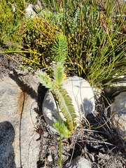 Struthiola tomentosa