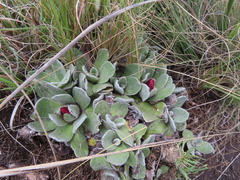 Helichrysum ecklonis