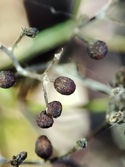 Galium broterianum