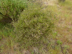Leucadendron levisanus