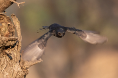 Melaenornis pammelaina