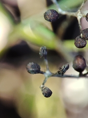 Galium broterianum