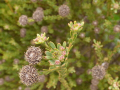 Leucadendron levisanus
