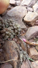 Anacampseros subnuda