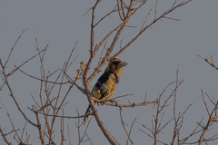 Trachyphonus vaillantii