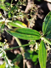 Galium broterianum