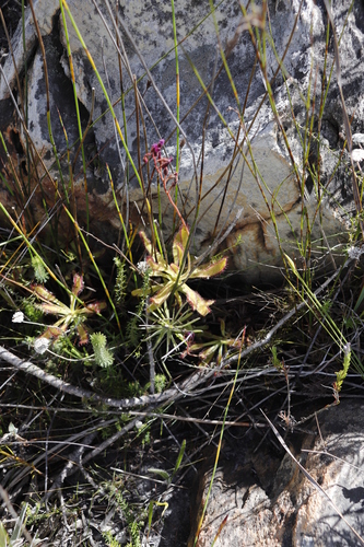 Drosera hilaris (Drosera hilaris)