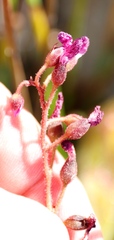 Drosera hilaris