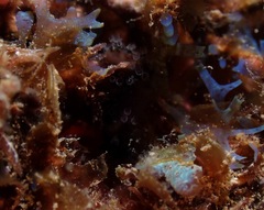Entoprocta