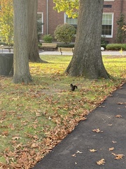 Sciurus carolinensis