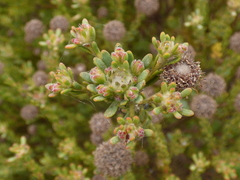 Leucadendron levisanus