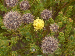Leucadendron levisanus