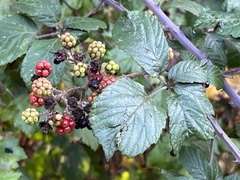 Rubus armeniacus