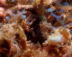 Entoprocta