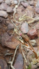 Anacampseros subnuda