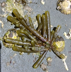 Splachnidium rugosum