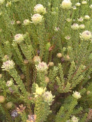 Leucadendron levisanus