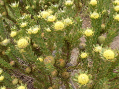 Leucadendron levisanus
