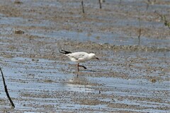 Chroicocephalus novaehollandiae novaehollandiae