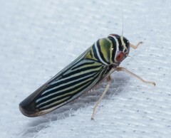 Tylozygus bifidus
