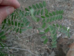 Coursetia glandulosa