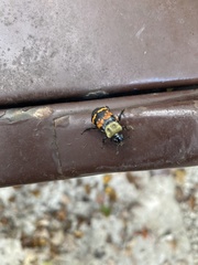 Nicrophorus tomentosus