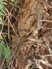 Juniperus monosperma