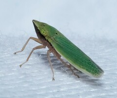 Draeculacephala balli