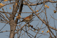 Tchagra australis