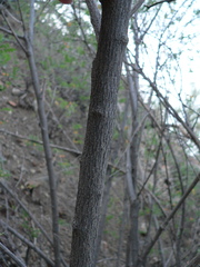 Coursetia glandulosa