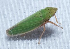 Draeculacephala balli