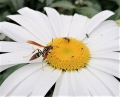 Polistes weyrauchorum