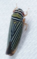 Tylozygus bifidus