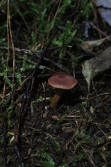 Cortinarius smithii