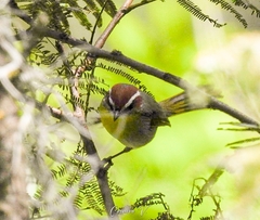 Basileuterus rufifrons