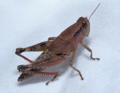 Melanoplus scudderi