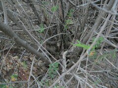 Coursetia glandulosa